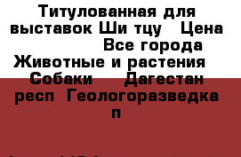 Титулованная для выставок Ши-тцу › Цена ­ 100 000 - Все города Животные и растения » Собаки   . Дагестан респ.,Геологоразведка п.